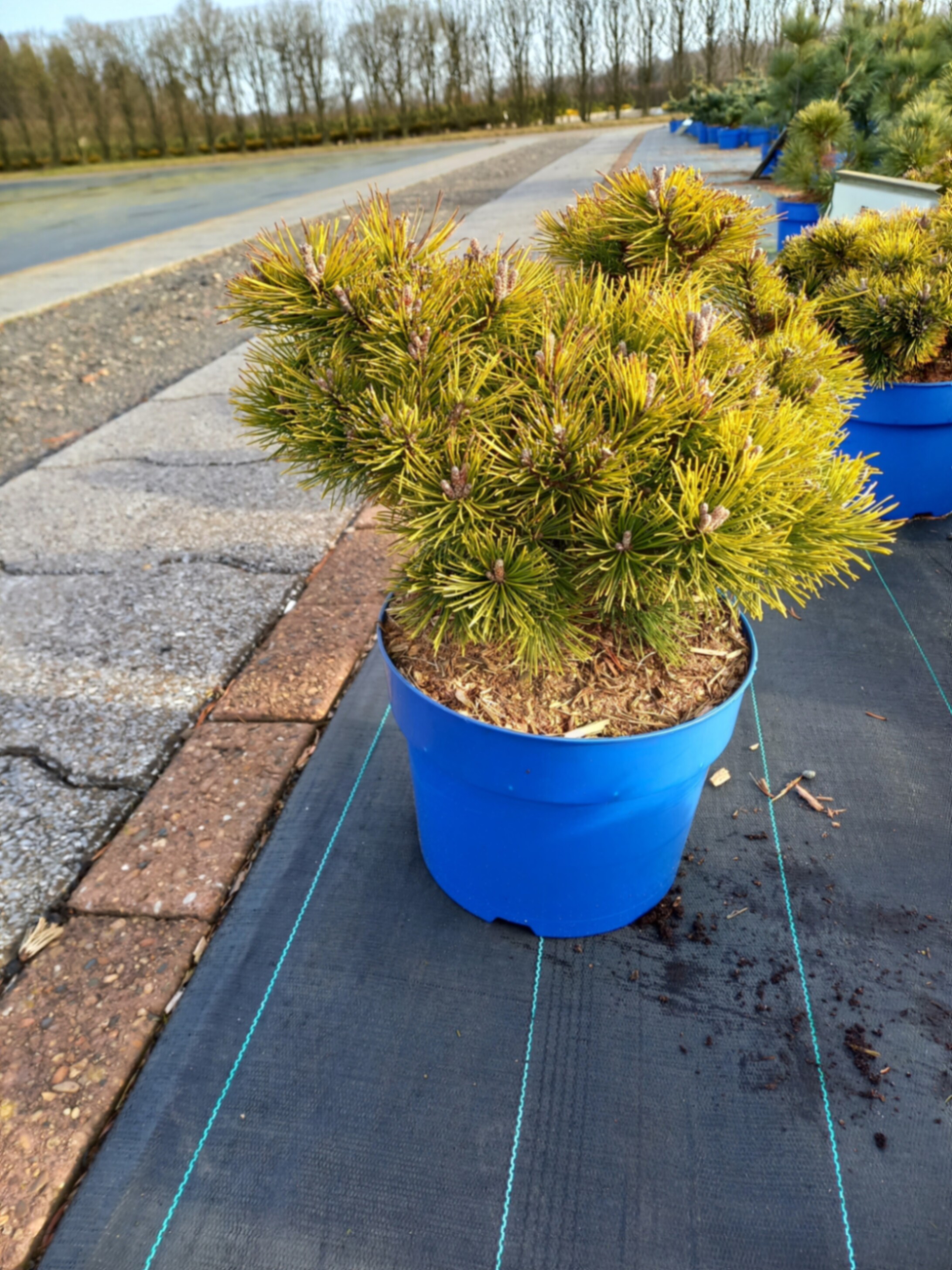 Сосна горная Шервуд Компакт